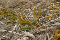 Lycopodium fastigiatum. Small plant showing prostrate aerial stems and stalked strobili terminal on the branches.
 Image: L.R. Perrie © Leon Perrie CC BY-NC 4.0